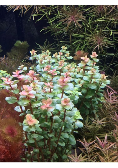 Rotala Macrandra Mini Pink Akvaryum Bitkileri Akvaryum Bitkisi 5 Dal