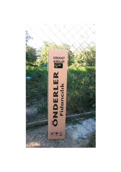 Pembe Yediveren Aşılı Gül Fidanı