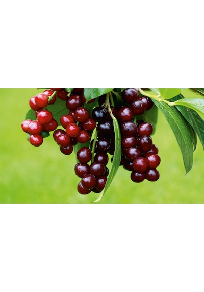 Fidan & Peyzaj - Karayemiş Fidanı