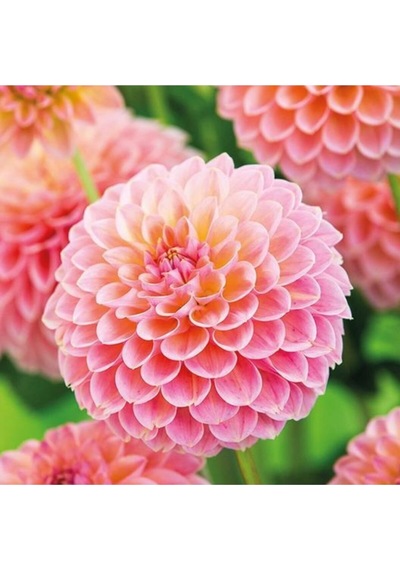 10 Adet Pembe Renk Dahlia Yıldız Çiçeği Tohumu + 10 Adet Hediye Karışık Renk Gül Tohumu