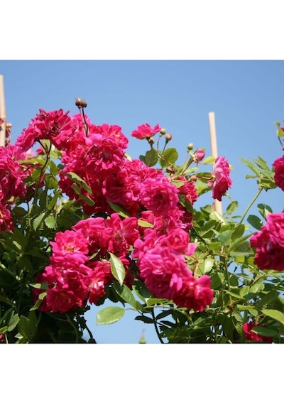 Videolu Pembe Sarmaşık Kokulu Tüplü 90-140 Cm Aşılı Gül Pink Rose