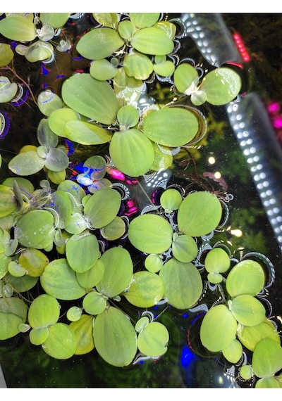 Pistia Stratiotes Su Marulu Su Üstü Canlı Akvaryum Bitkisi 4 Kök 15-20 Yaprak Kolay Bitki