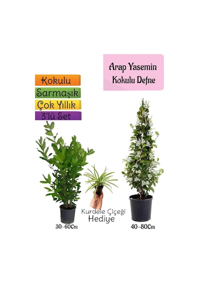 Kokulu Arap Yasemini+defne Çalısı+kurdele Çiçeği 3'lü Bahçe Seti