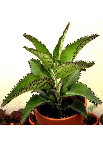 Aşkın Gözyaşı Çiçeği Kalanchoe Daigremontiana 5 Adet 10-20 Cm