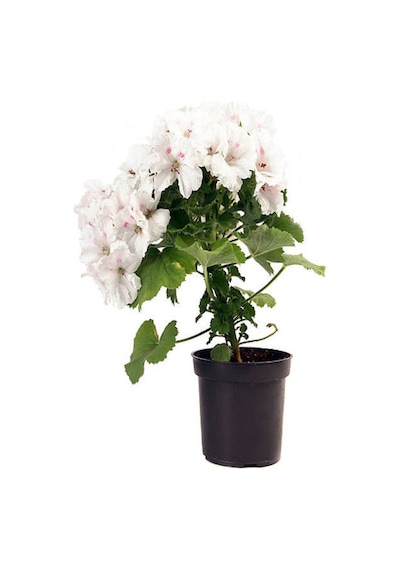 Videolu Beyaz Sardunya 10 30 Cm 1 Adet Saksılı Çiçekli Bodur Bitki Geranium