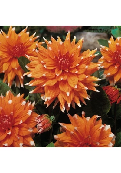 Dev Çiçekli Color Spectacle Dahlia Yıldız Çiçeği Yumrusu 1  Adet