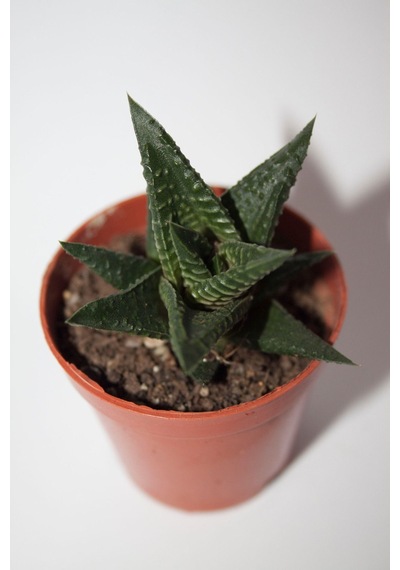 Haworthia Limifolia Sukulent Tekli 5,5 Cm Saksıda