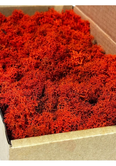 Reindermoss Şoklanmış Norveç Yosunu Terarium Yosunu Kırmızı 500 Gr.