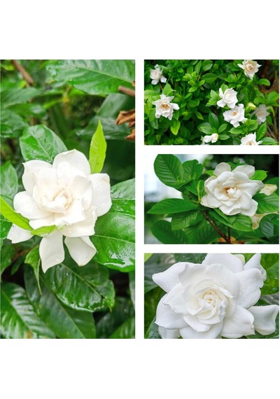 Videolu 1 Adet Anneler Günü Özel Mis Gardenya Çiçeği 20-35cm Saksılı Sukulent Hediye Gardenia
