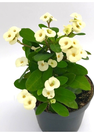 Videolu 3'lü Karışık Renk Dikenler Tacı Çiçeği 10-20 Cm Tüplü Çiçekli Bodur Bitkiler Euphorbia Milli