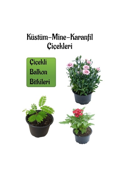 Küstüm Çiçeği 1 Adet 8/10cm +pembe Karanfil Çiçeği 10-15cm+kırmızı Mine Çiçeği 10-15cm