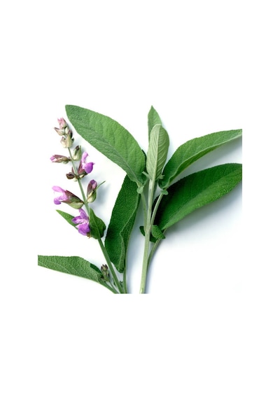 Salvia Culinaria Adaçayı Fidanı 10-20 Cm
