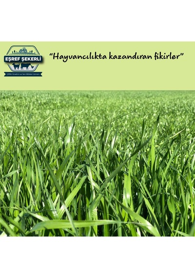 Eşref Şekerli ReyGRas Otu Tohumu 5 KG
