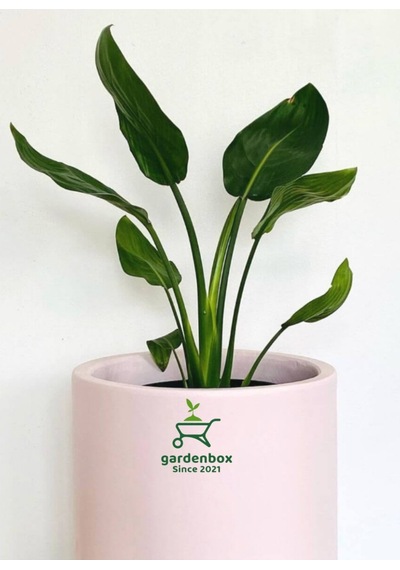 Orta Boy Saksılı Starliçe Cennet Çiçeği 1 Adet Saksılı 15-30cm Strelitzia