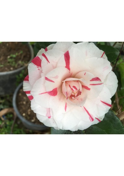 Kırmızı Beyaz 3 Renk Açar 25-40 Cm Özel Ürün