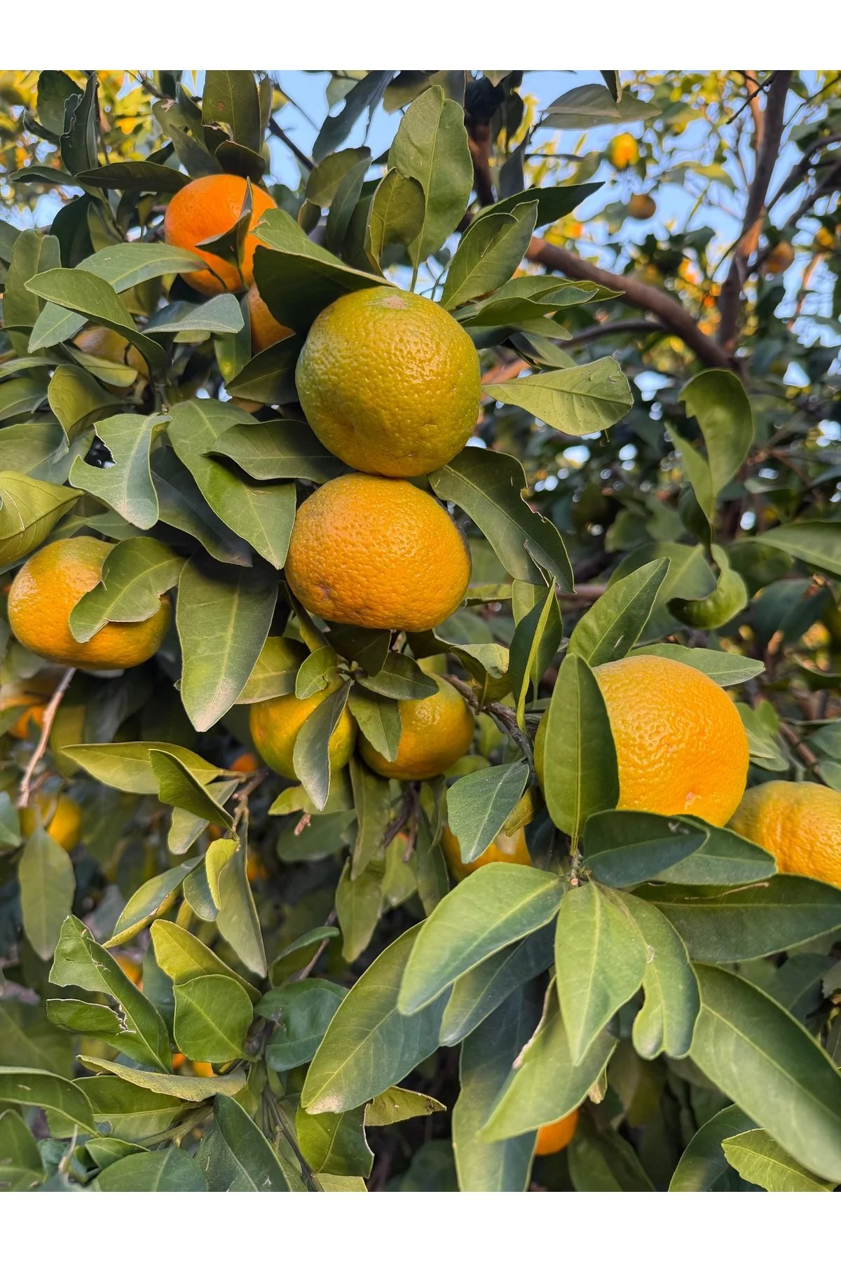 Mandalina 5kg Dalından Günlük Kesim