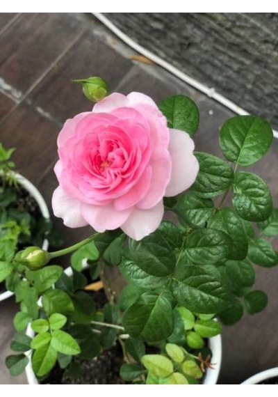 Videolu Pembe Ve Beyaz Yediveren 2 Adet Gül Fidanı Saksılı 45-80 Cm Pink And White Rose Sapling