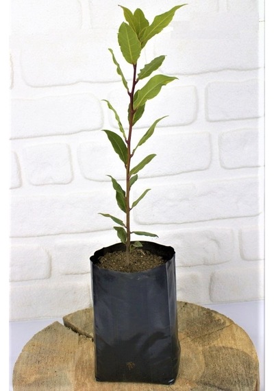 Defne Fidanı 2 Adet 30-50 Cm Defne Ağacı Fidanı Kokulu Defne