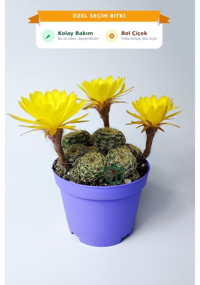 Lobivia Arachnacantha Bol Yavrulu Çiçek Açan Kaktüs 8.5 Cm Saksıda