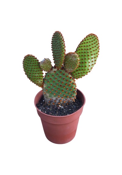 Opuntia Microdays Kırmızı Dikenli- Tavşan Kulağı Kaktüsü 20 Cm Uzunluğunda