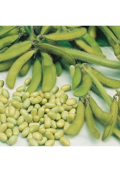 Soya Fasulye Tohumu 20 Adet Tohum ..