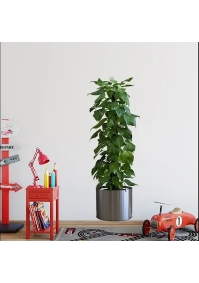 Hubrendy Emin Saksılı Bitki Tasarımlı Yapışkanlı Sticker Resim 90 30 Cm Mc-665