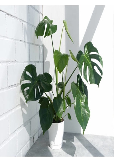 Serada Decor Plant Deve Tabanı Bitkisi - Monstera Deliciosa-ithal 35-50 Cm Dolgun Formlu İç Mekan