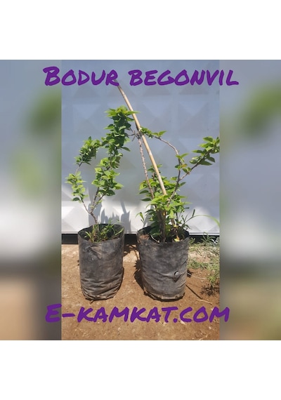 Bodur Begonvil Gelin Duvağı Fidanı, Torbada