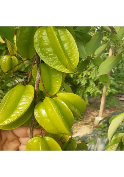 1 Kg Yıldız Meyvesi