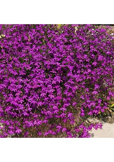 Sarkan Bordo Çiçekli Lobelya Bitkisi1200+ Tohum