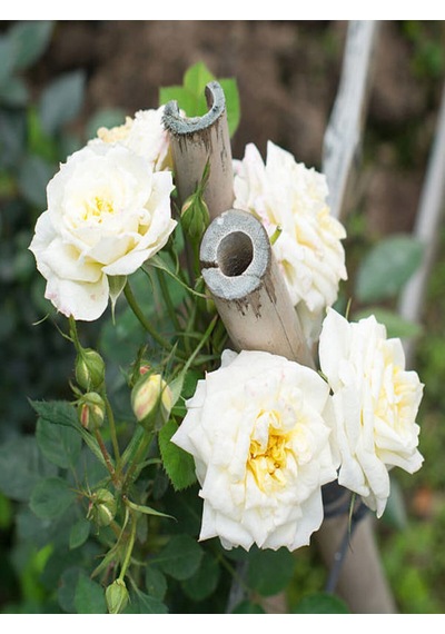 Videolu Beyaz Ve Kırmızı Yediveren 2 Adet Gül Fidanı Saksılı 50-90 Cm Red White Roses Sapling