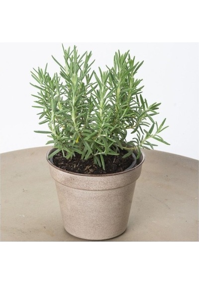 Tıbbi Aromatik Biberiye Bitkisi Fidanı Rosmarinus Officinalis 10-20 Cm