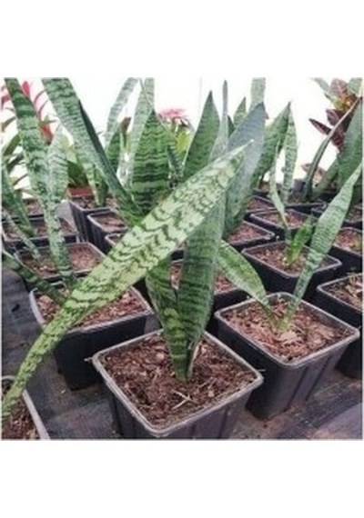 Peygamber Kılıç Çiçeği Sansevaria Paşa Kılıcı 10-20 Cm