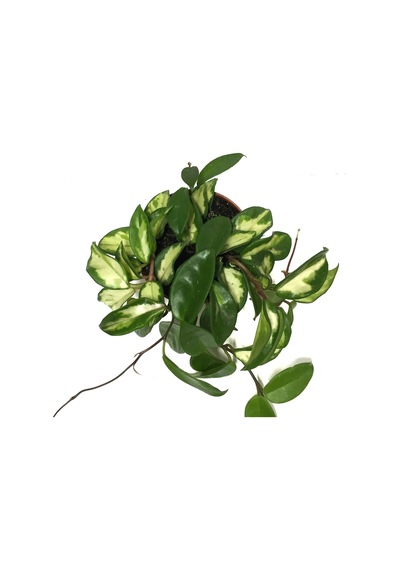 Hoya Carnosa 'Krimson Princess' (Mum Çiçeği) Ø12 CM Y15-20 CM