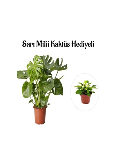 Kadınlar Gününe Özel Parlak Geniş Yapraklı Deve Tabanı Bitkisi Sarı Milli Hediyeli