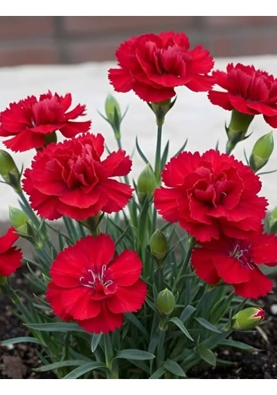 Kırmızı Karanfil Fidanı 1-2 Yaş Arası Dianthus Caryophyllus Canlı Kırmızı Çiçekli
