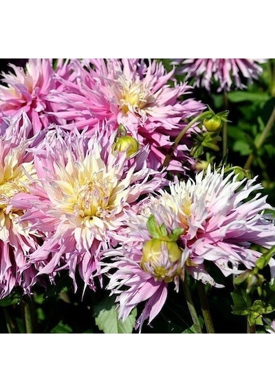 Sweet Arica Dahlia Yıldız Çiçeği Yumrusu 1 Adet