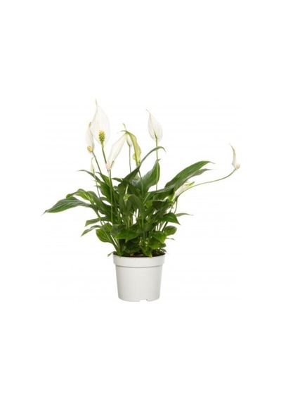 Spatifilyum Barış Çiçeği Spathiphyllum Bellini