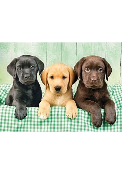- 1000 Parça Hq Yetişkin Puzzle - Labs