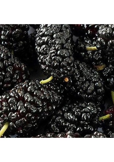 Tüplü Black Lion Kara Dut Fidanı