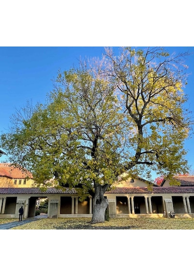 Amerikan Dişbudak Fidanı - Fraxinus Americana