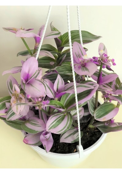 Tradescantia Nanouk Pembe Telgraf Çiçeği