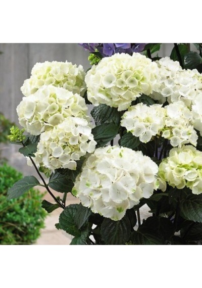 Videolu 4 Adet Kırmızı,pembe,mor,beyaz Ortanca Çiçeği Fidanı 20-35 Cm Tüplü Çiçekli Bodur Hydrangea