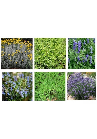 Lavanta,kekik,biberiye,melisa,adaçayı,lavantin 6 Çeşit