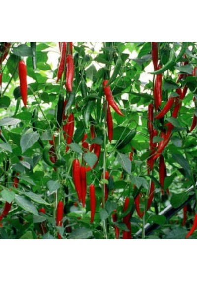 Şili Biberi Tohumu Çok Acı Chili Biber Tohumu 100 Adet Tohum