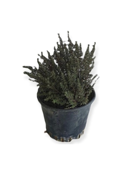 Aromatik Bitkiler, Mis Kokulu, 6'lı Set, Mercan Köşk, Lavanta, Lavantin, Biberiye, Kekik, Adaçayı
