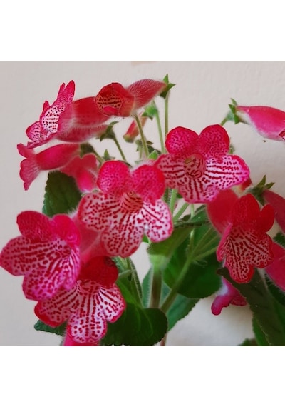Koleksiyonluk Manchu Kohleria Japon Küpelisi Çiçeği Fidesi Mini Saksıda