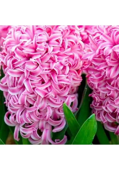Pink Pembe Güzeli Surprise Sümbül Soğanı 3 Adet