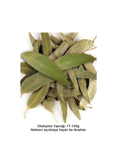 Okaliptüs Yaprağı 50g