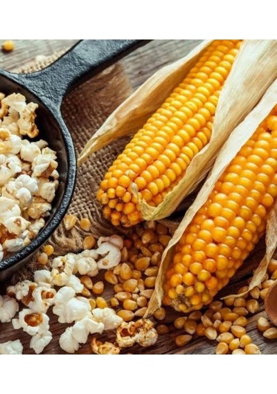 300 Adet Patlatmalık Parlaklık Mısır Tohumu